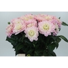 Dahlia Princess Kate