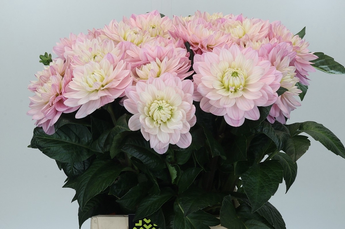 Dahlia Princess Kate