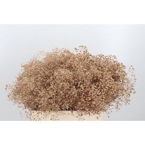 Gyps Kl Bh Antiek Goud