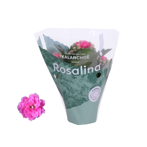 <h4>Kalanchoe Rosalina Don Nando 7cm</h4>