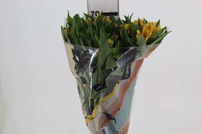 <h4>ALSTROEMERIA GYPSY 070 CM LARANJA</h4>