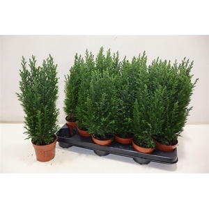 arr8 Cham L Ellwoodii