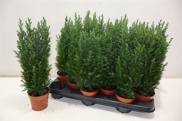 <h4>arr8 Cham L Ellwoodii</h4>