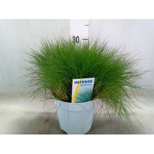 Festuca gautieri 'Amigreen'