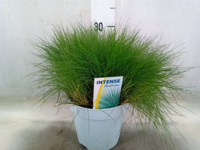 <h4>Festuca gautieri 'Amigreen'</h4>