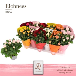Rosa Amorosa mixed
