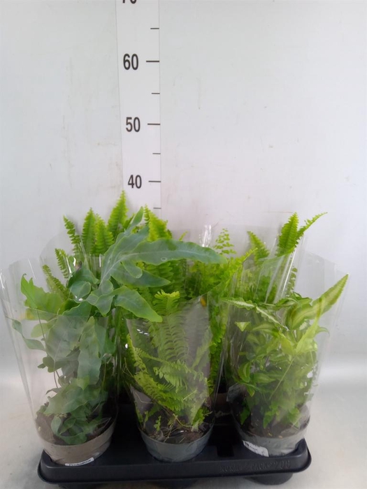 <h4>Ferns   ...mix</h4>