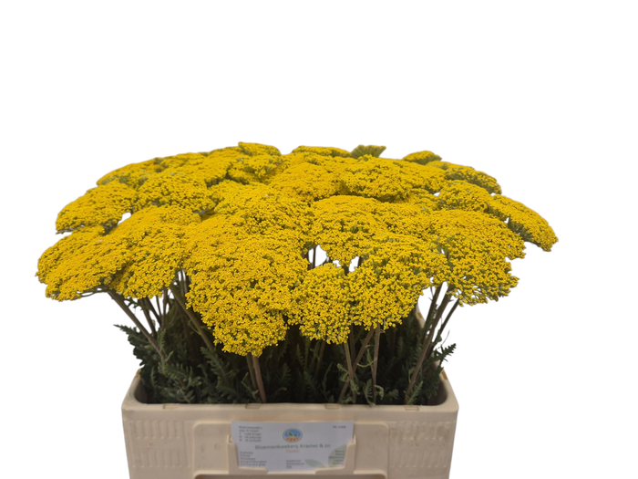 <h4>ACHIL F PARK VARIETY</h4>