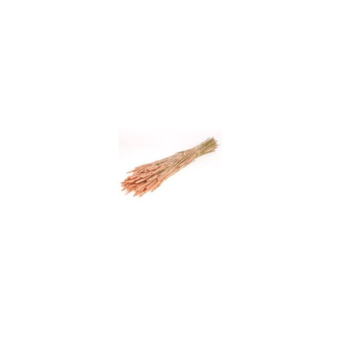 <h4>.Triticum coral misty</h4>