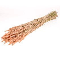 .Triticum coral misty