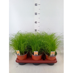 Cyperus alternifolius 'Zumula'