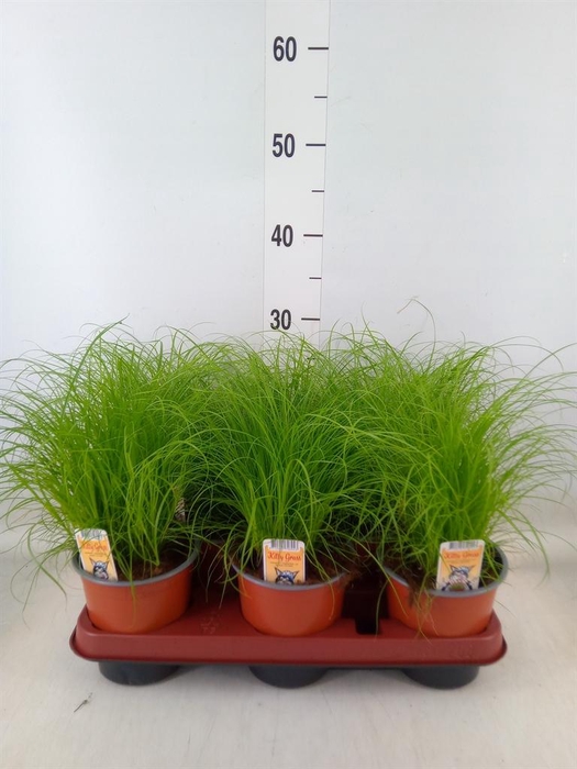 <h4>Cyperus alternifolius 'Zumula'</h4>