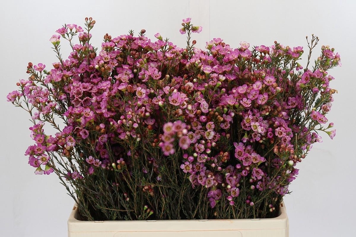 <h4>Chamelaucium Adi</h4>