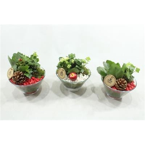 6157 PINDASCHAALTJE ROOD/WIT