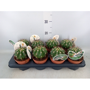 Ferocactus hamatacanthus