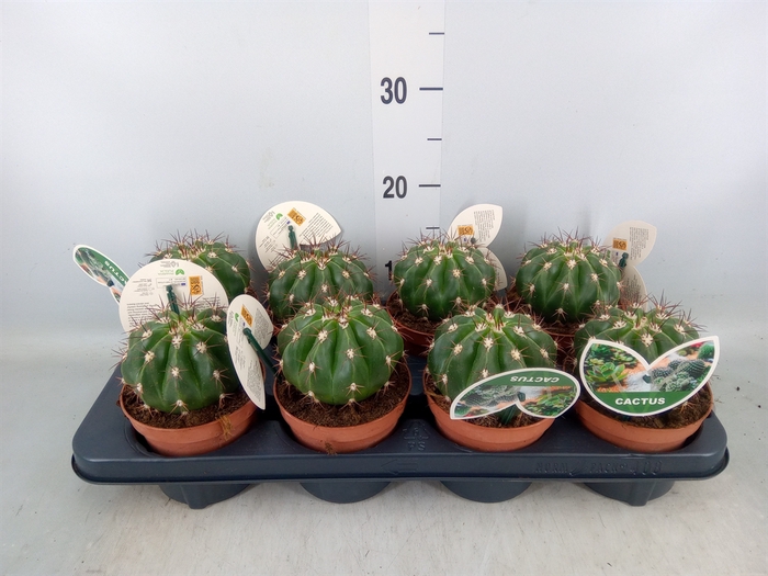 <h4>Ferocactus hamatacanthus</h4>