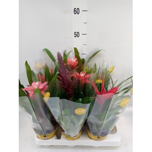 Bromelia   ...mix