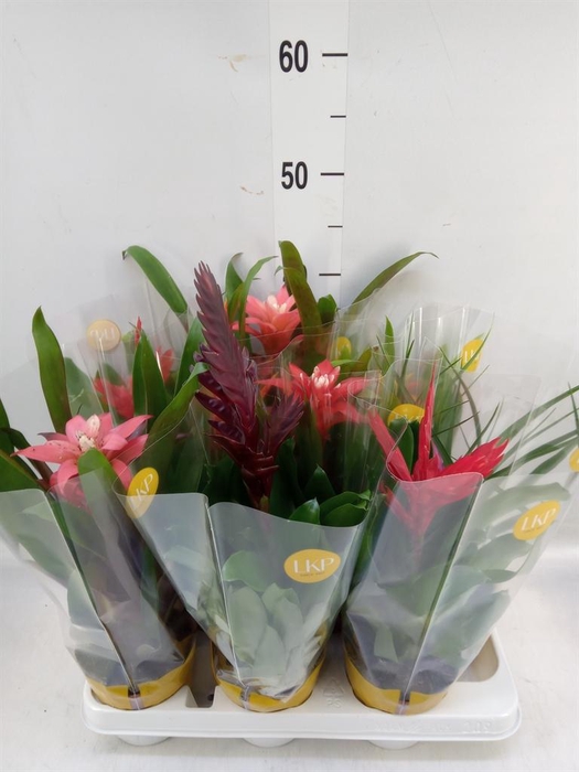 <h4>Bromelia ...mix</h4>
