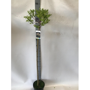 SALIX IN HAKURO NISH