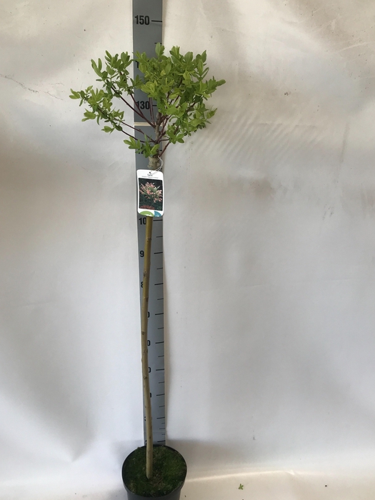 <h4>SALIX IN HAKURO NISH</h4>