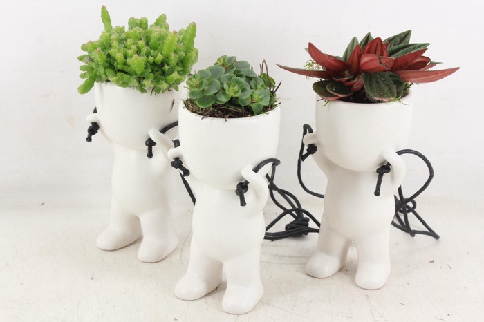 <h4>arr3 SN - Ker. pop hang mix x12</h4>