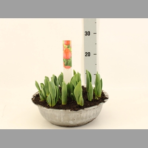 TUL DU ORAN PRINCESS