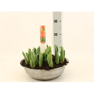 TUL DU ORAN PRINCESS