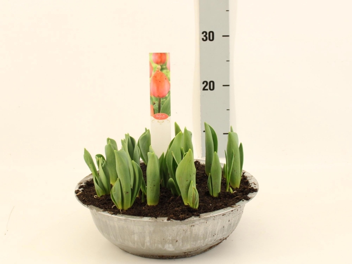 <h4>TUL DU ORAN PRINCESS</h4>