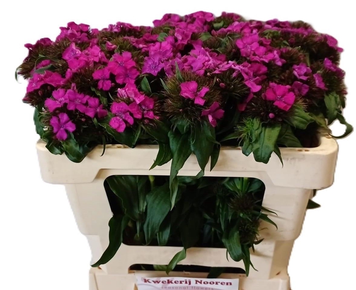 <h4>DI BARB B LILAC</h4>