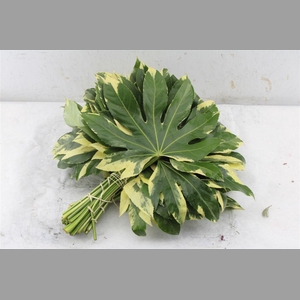 Aralia Bont 30 Cm South Africa