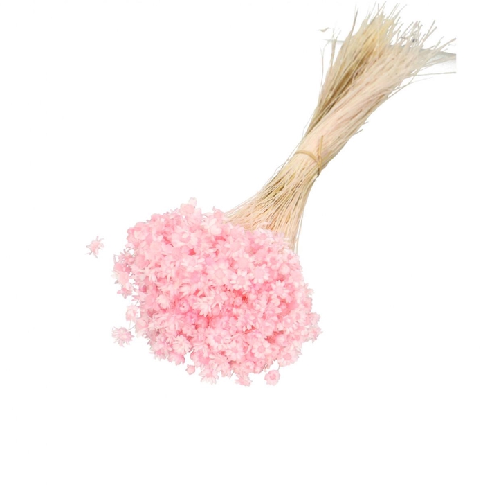 <h4>Dried flowers Glixia 40cm 50g</h4>
