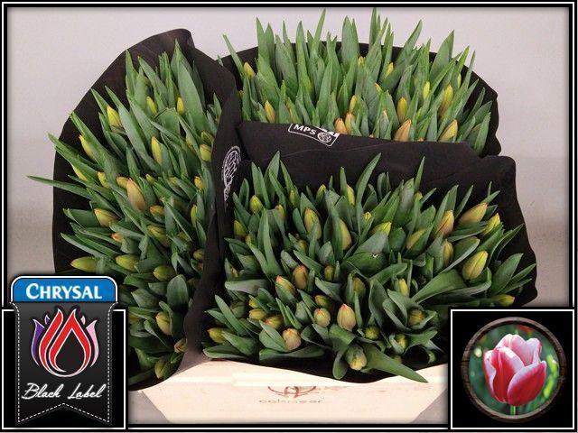 <h4>TU EN LEEN VD MARK</h4>