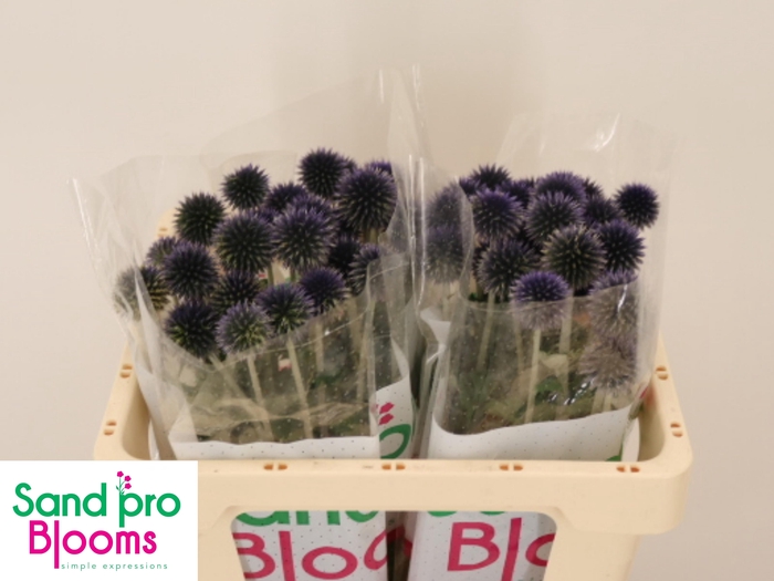 <h4>ECHIN BA BLUE GLOBE</h4>