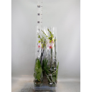 Phalaenopsis  'Bohemian Goya'