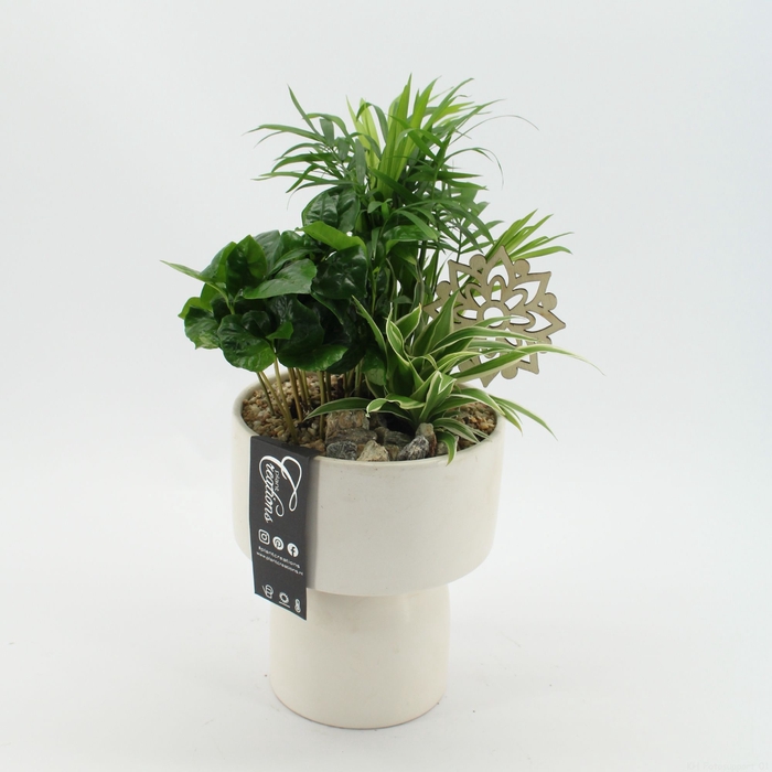 <h4>Opm GRCR-2517 Green Essentials</h4>