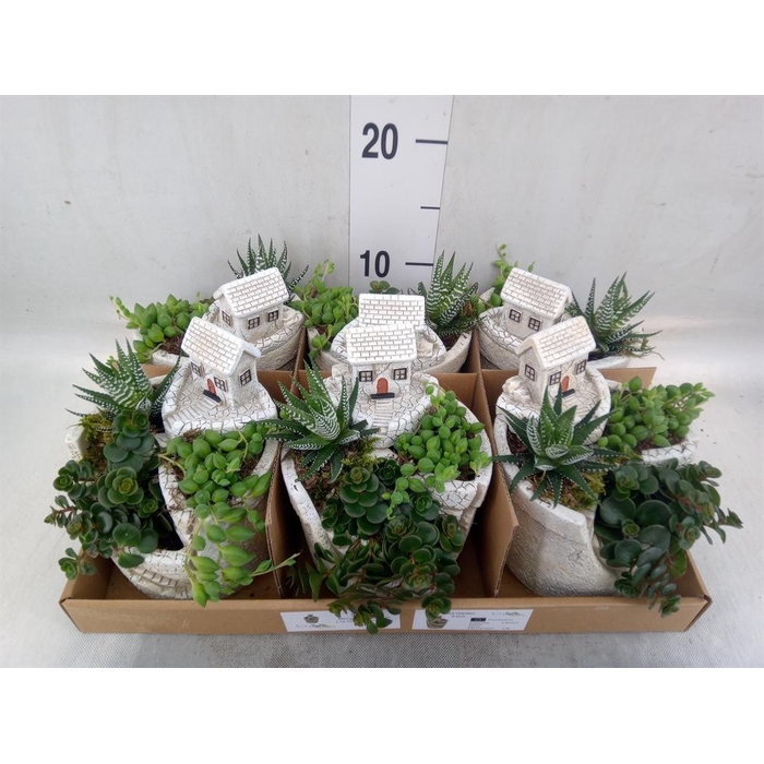 <h4>Arr.   Kamerplant Groen L%</h4>