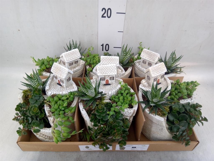 <h4>Arr.   Kamerplant Groen L%</h4>