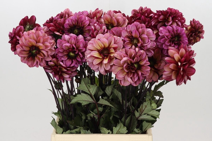 <h4>Dahlia Seniors Hope</h4>