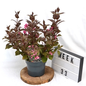 Weigela florida 'Victoria'