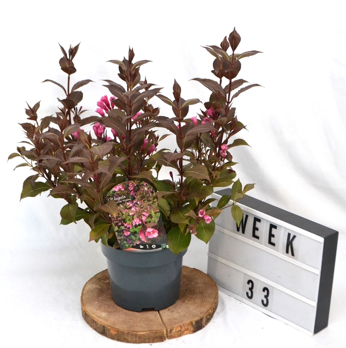 <h4>Weigela florida 'Victoria'</h4>