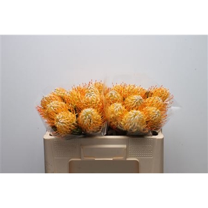 Leuco Goldie