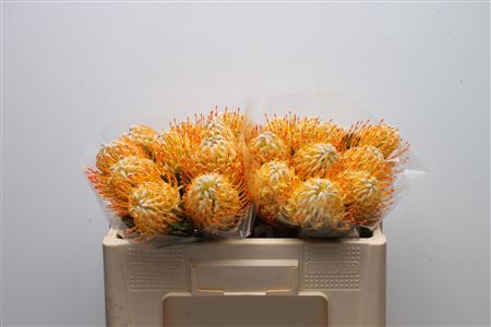<h4>Leuco Goldie</h4>
