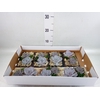 Arr.  Succulents L%