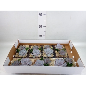 Arr. Succulents L%