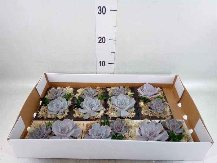 <h4>Arr. Succulents L%</h4>