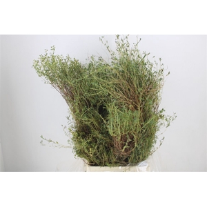 Euph Spinoza Long 500gr P Bunch