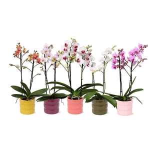 Phal. Multiflora 2-tak mix in keramiek BGC055