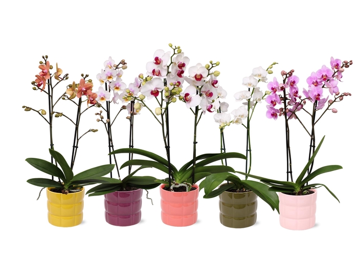 <h4>Phal. Multiflora 2-tak mix in keramiek BGC055</h4>