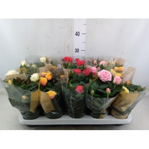 Rosa  'Kordana Grande'   ...mix