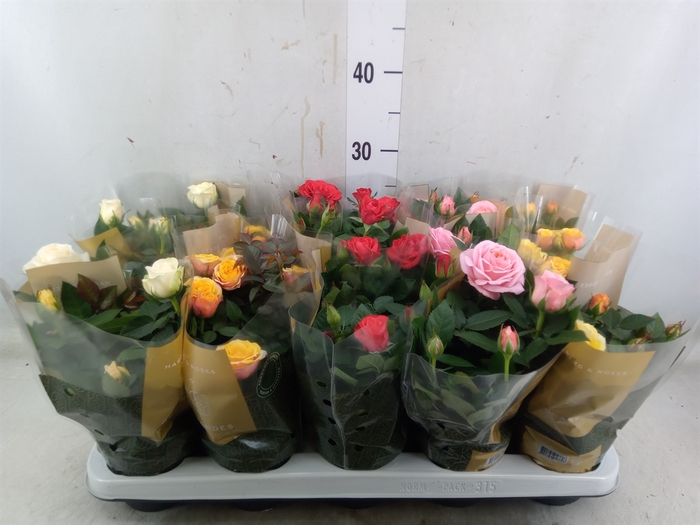 <h4>Rosa  'Kordana Grande'   ...mix</h4>